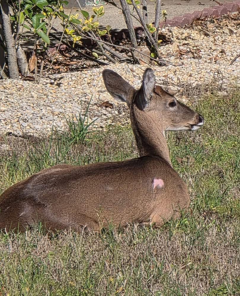 Deer Rescue at City Hall